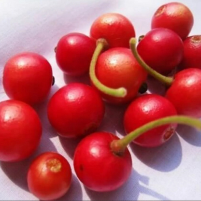 Red Fruit Jamaican Cherry (Birds Cherry) Live Plant