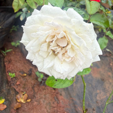 White Paneer Rose – Rare, Fragrant Rose Live plant