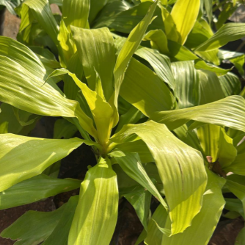 Dracaena ‘Limelight’ Indoor/ Out door Live  Plant