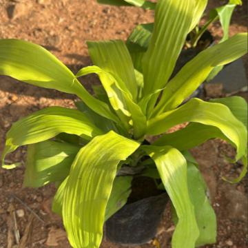 Dracaena ‘Limelight’ Indoor/ Out door Live  Plant