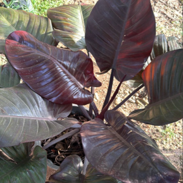 Philodendron Black Cardinal Indoor Live Plant