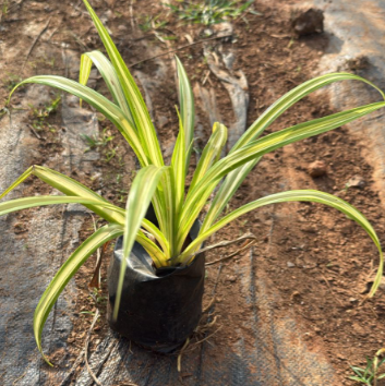 Variegated Pandanus  Indoor / Outdoor Live Plant