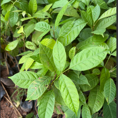 Mahogany (Swietenia macrophylla) Live Plant