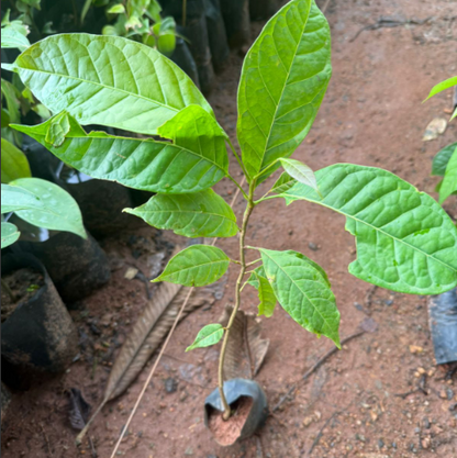 Mahogany (Swietenia macrophylla) Live Plant