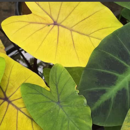 Colocasia Canary  Live Plant