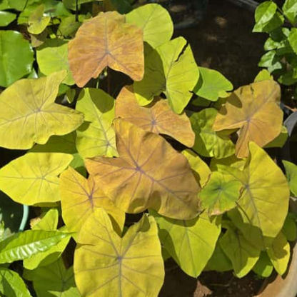 Colocasia Canary  Live Plant