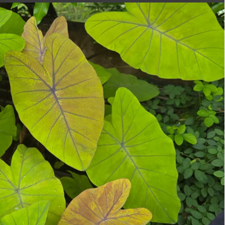 Colocasia Canary  Live Plant