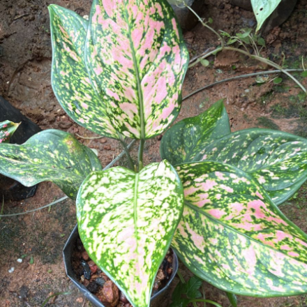 Aglonema Green Rosy Plant