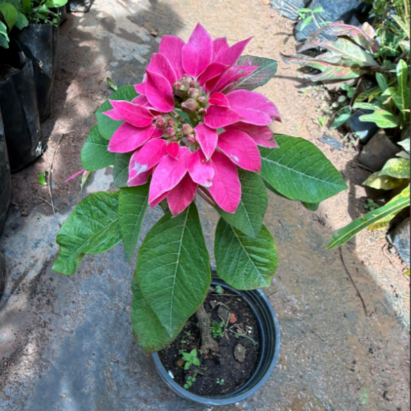Poinsettia Pink (Euphorbia pulcherrima) Rare Flowering  live Plant