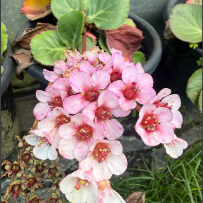 Bergenia ‘Beethoven’ – Rare & Exotic Flowering Plant