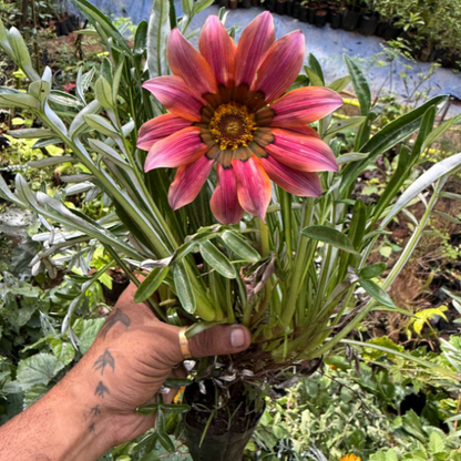 Gazania splendens ‘Kiss Rose’ – Rare Flowering plant