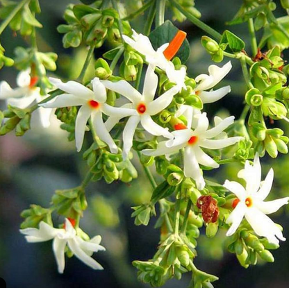 Harsringar (Pavizhamalli) Bonsai Live Plant