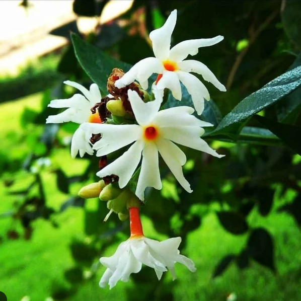 Harsringar (Pavizhamalli) Bonsai Live Plant