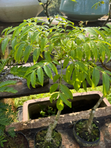 Ambazam Bonsai Live Plant