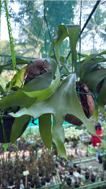 Staghorn Fern (Platycerium) – Exotic Hanging & Wall-Mounted Fern Live Plant