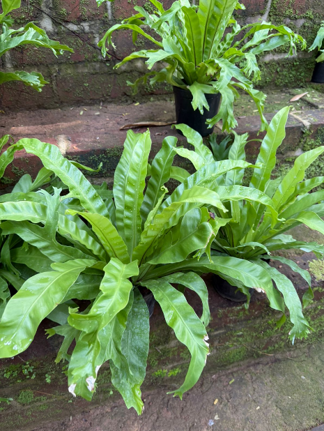 Bird’s Nest Fern Plant (Asplenium nidus) – Premium Indoor Green Plant