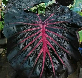 Colocasia Secret Plant – Rare Ornamental Plant