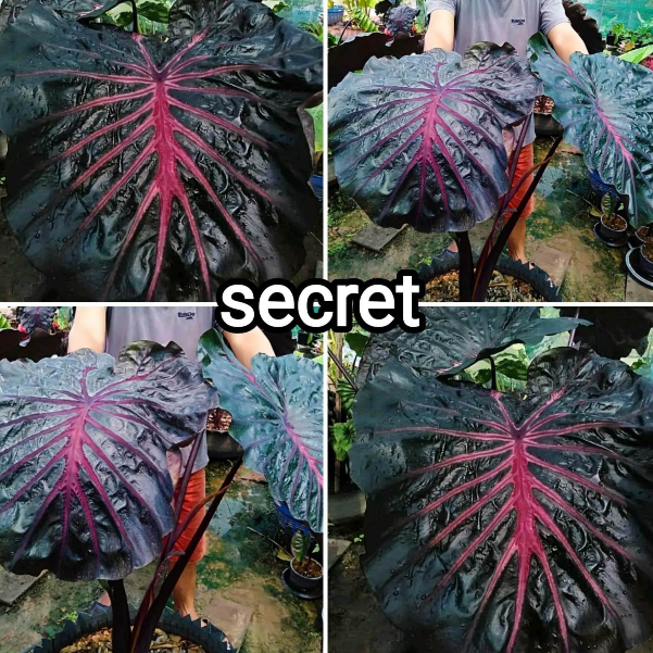Colocasia Secret Plant – Rare Ornamental Plant