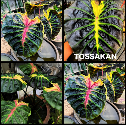 Colocasia ‘Tossakan’ – Rare Exotic Plant