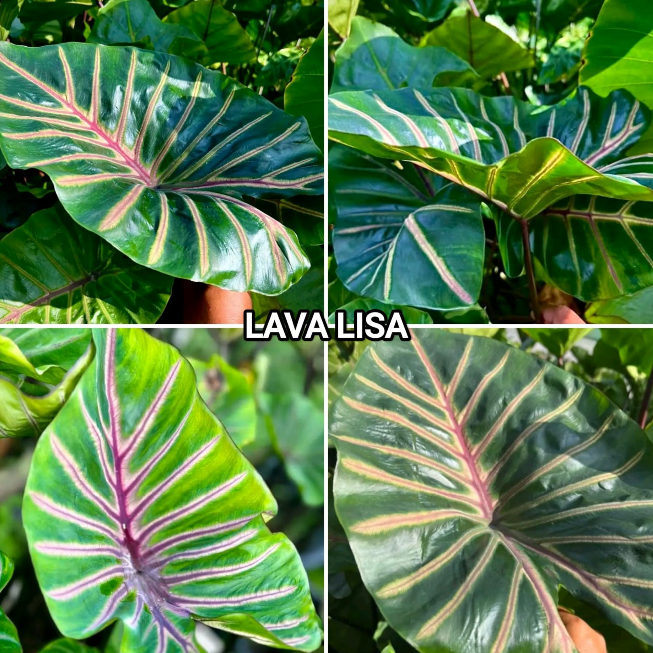 Colocasia Lava Lisa – Rare Exotic Plant