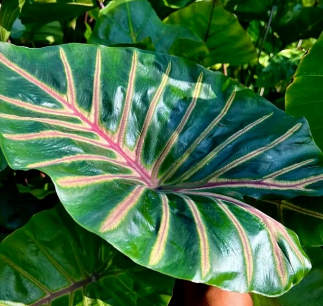 Colocasia Lava Lisa – Rare Exotic Plant