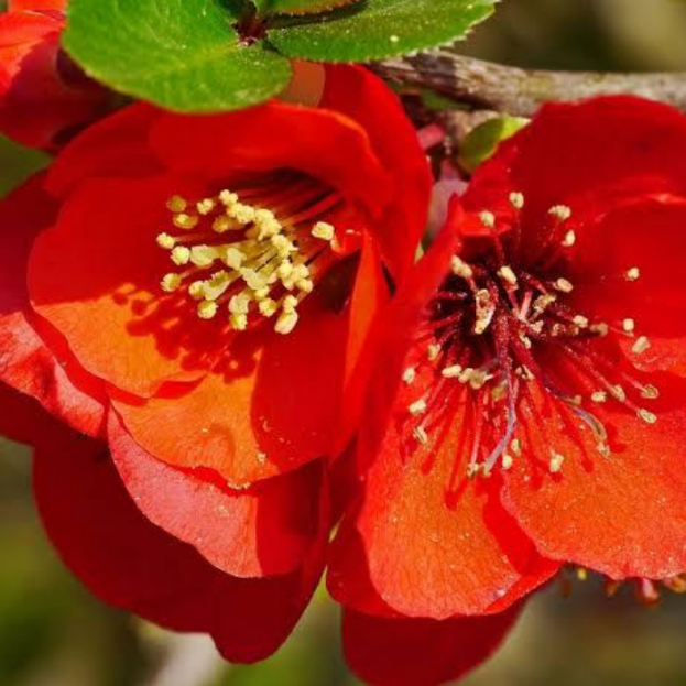 Japanese Quince Red – Rare Flowering Plant