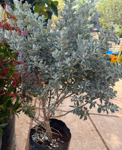 Texas Sage Bonsai (Leucophyllum frutescens) Live Plant