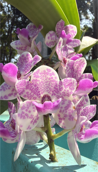 White with Purple Spotted Foxtail Orchid  Highly Fragrant Rare Orchid Plant