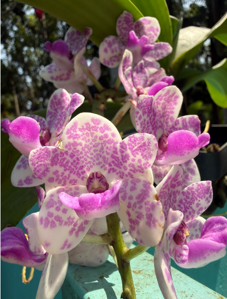 White with Purple Spotted Foxtail Orchid  Highly Fragrant Rare Orchid Plant