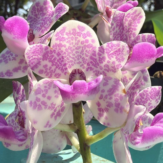 White with Purple Spotted Foxtail Orchid  Highly Fragrant Rare Orchid Plant