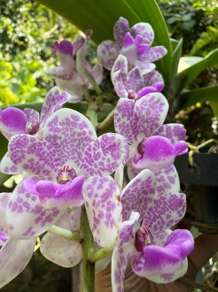 White with Purple Spotted Foxtail Orchid  Highly Fragrant Rare Orchid Plant