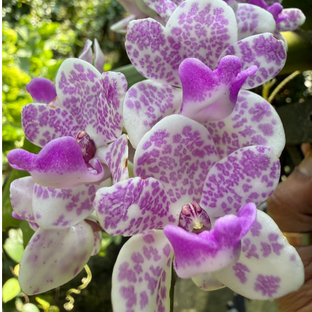 White with Purple Spotted Foxtail Orchid  Highly Fragrant Rare Orchid Plant