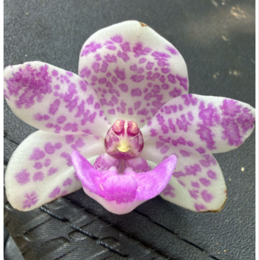 White with Purple Spotted Foxtail Orchid  Highly Fragrant Rare Orchid Plant
