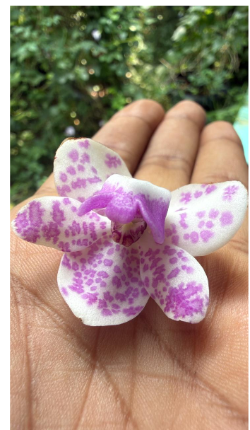 White with Purple Spotted Foxtail Orchid  Highly Fragrant Rare Orchid Plant