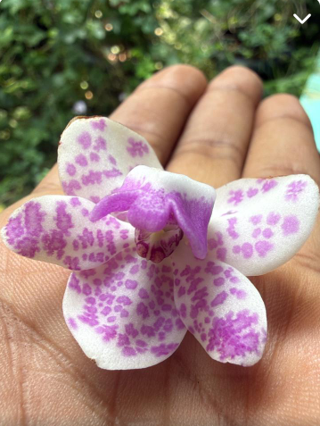 White with Purple Spotted Foxtail Orchid  Highly Fragrant Rare Orchid Plant