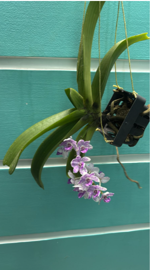 White with Purple Spotted Foxtail Orchid  Highly Fragrant Rare Orchid Plant