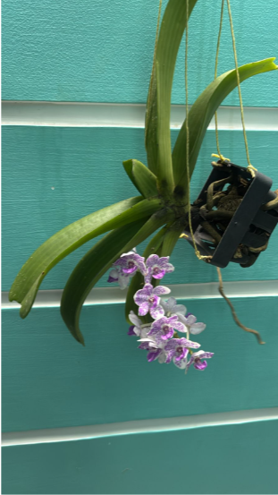 White with Purple Spotted Foxtail Orchid  Highly Fragrant Rare Orchid Plant