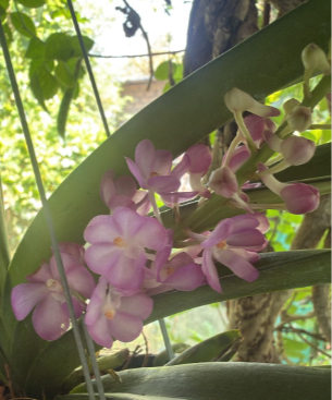 Pink Foxtail Orchid – Highly Fragrant Premium Orchid Plant