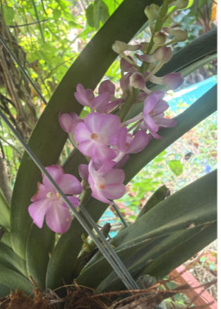 Pink Foxtail Orchid – Highly Fragrant Premium Orchid Plant