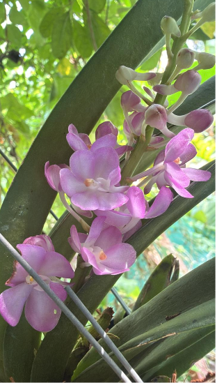 Pink Foxtail Orchid – Highly Fragrant Premium Orchid Plant