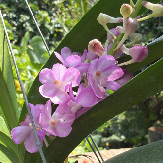 Pink Foxtail Orchid – Highly Fragrant Premium Orchid Plant