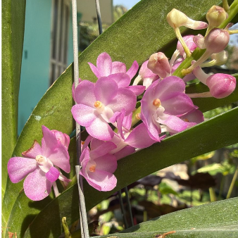 Pink Foxtail Orchid – Highly Fragrant Premium Orchid Plant