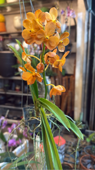 Mokara ‘Omyai Orange’ Orchid – Exotic Premium Flowering Live Plant