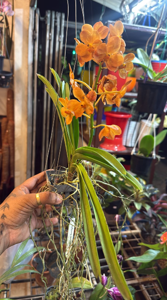 Mokara ‘Omyai Orange’ Orchid – Exotic Premium Flowering Live Plant