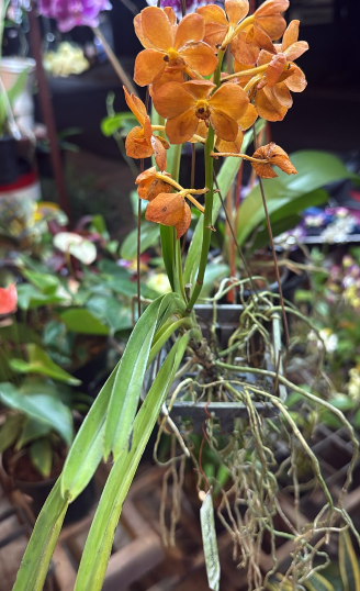 Mokara ‘Omyai Orange’ Orchid – Exotic Premium Flowering Live Plant