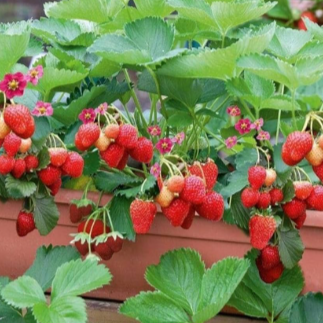 Desi Strawberry Live Plant
