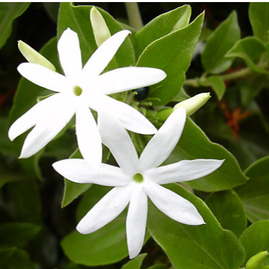 White Kakada (Jasminum multiflorum)