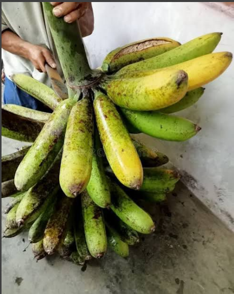 Chingan banana Fruit Plant
