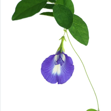 Blue Single petal clitoria Seeds - Open Pollinated