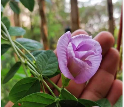 Pink Butterfly Pea Vine Multi Petal  Seeds